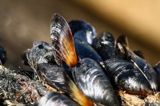 ringtest for quality assurance in marine shellfish toxins